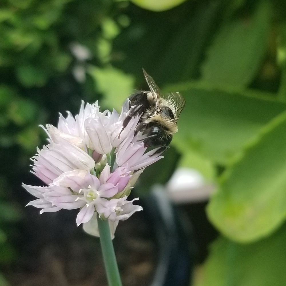 Meet your Posher, Ana